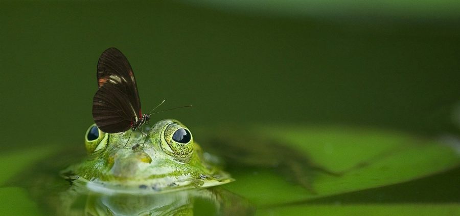 ESG Investing image depicts frog in pond with butterfly on its head.